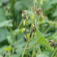 MX-7020P二維掃描器