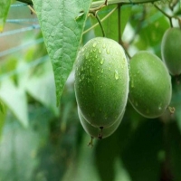 iData J16 Smart無線二維工業(yè)掃碼槍藍(lán)牙