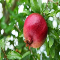 識別液晶屏玻璃碼-蘇州遠景達固定式讀碼器助力提高產線效率